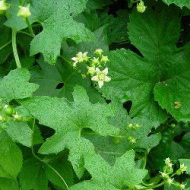 Бриония альба в гомеопатии