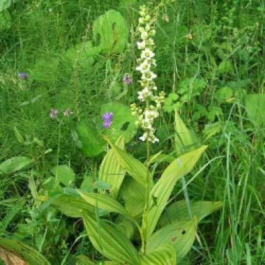 Вератрум альбум в гомеопатии