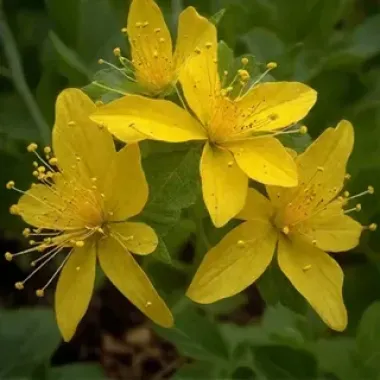 Гиперикум зверобой