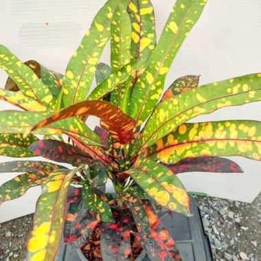 Кротон тиглиум